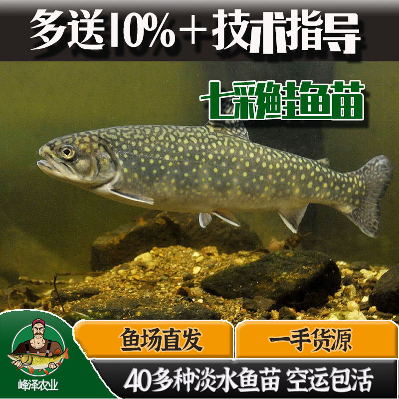 黑龙江本地繁育七彩鲑鱼苗35厘米七彩鲑鱼苗价格东北产七彩鲑鱼一手