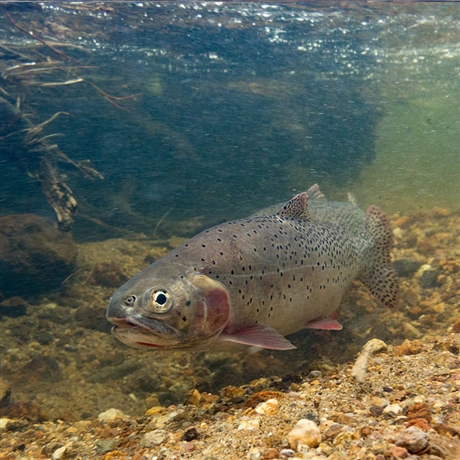 产地加工冷冻细鳞鱼长期供应12斤冷冻雅鱼黑龙江养殖细鳞鱼产地批发