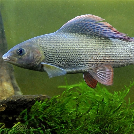 黑龙江本地繁育北极茴鱼苗35厘米茴鱼苗价格东北产茴鱼苗一手货源