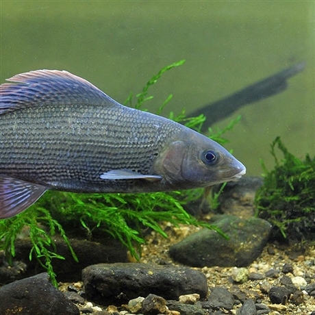 黑龙江本地繁育北极茴鱼苗35厘米茴鱼苗价格东北产茴鱼苗一手货源