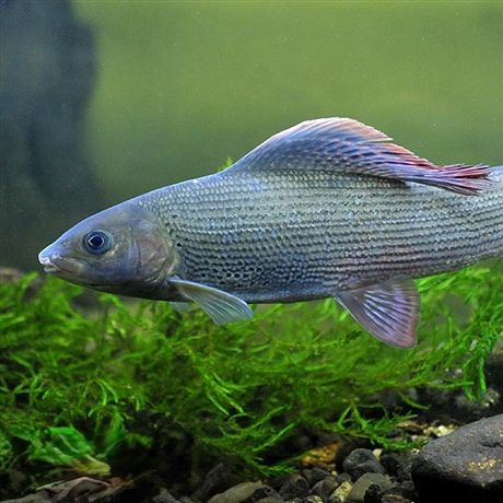 黑龙江本地繁育北极茴鱼苗35厘米茴鱼苗价格东北产茴鱼苗一手货源