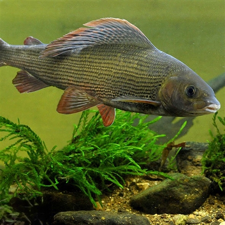 黑龙江本地繁育北极茴鱼苗35厘米茴鱼苗价格东北产茴鱼苗一手货源