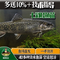 大量批发冷水鱼苗 冷水鱼虹鳟 金鳟 山女鳟 白点鲑 七彩鲑价格