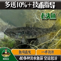 黑龙江本地老头鱼苗批发，活体5-8厘米葛氏鲈塘鳢苗，东北产地老头鱼货源供应