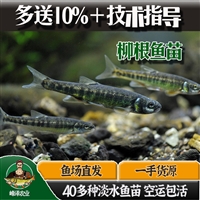 大量出售柳根鱼苗，人工养殖柳根鱼苗供应，3-5厘米柳根鱼苗价格