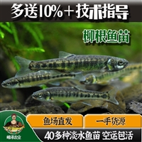 朝阳市花白鲢鱼苗批发 鲶鱼苗批发 黑鱼泥鳅苗批发