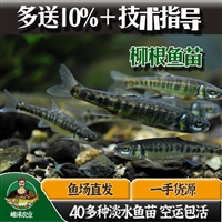 大型柳根鱼养殖基地，大量供应柳根鱼苗，3-5厘米柳根鱼苗价格