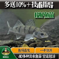 东北黑龙江梭鲈鱼销售公司，新疆产地批发冷冻九道黑鱼，速冻大小规格梭鲈鱼加工厂