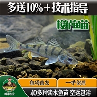 内蒙古呼伦贝尔市九道黑鱼苗 五道黑鱼苗夏花 乔尔泰鱼苗活体