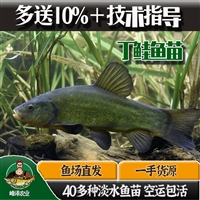 长期大量出售丁桂鱼苗，人工养殖丁桂鱼苗供应，丁桂鱼苗多钱一尾