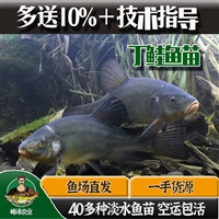 代放生淡水鱼 鲫鱼 草鱼 鲤鱼 花白鲢鱼 泥鳅鱼 鲶鱼 丁桂鱼苗
