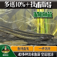 吉林淡水泥鳅鱼苗批发，3-5厘米泥鳅鱼苗价格，商品鱼泥鳅鱼量大包送包活