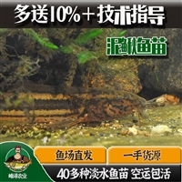 长期大量出售泥鳅鱼，人工养殖泥鳅鱼苗供应，杂交泥鳅鱼苗多钱一尾