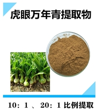 虎眼万年青提取物 沃特莱斯生物10:1原料粉