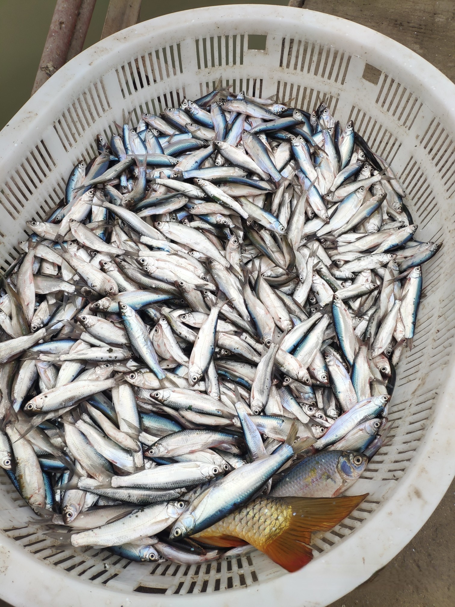 白條魚產地供應冷凍白條吉林小白條魚加工基地小白條魚加工廠家