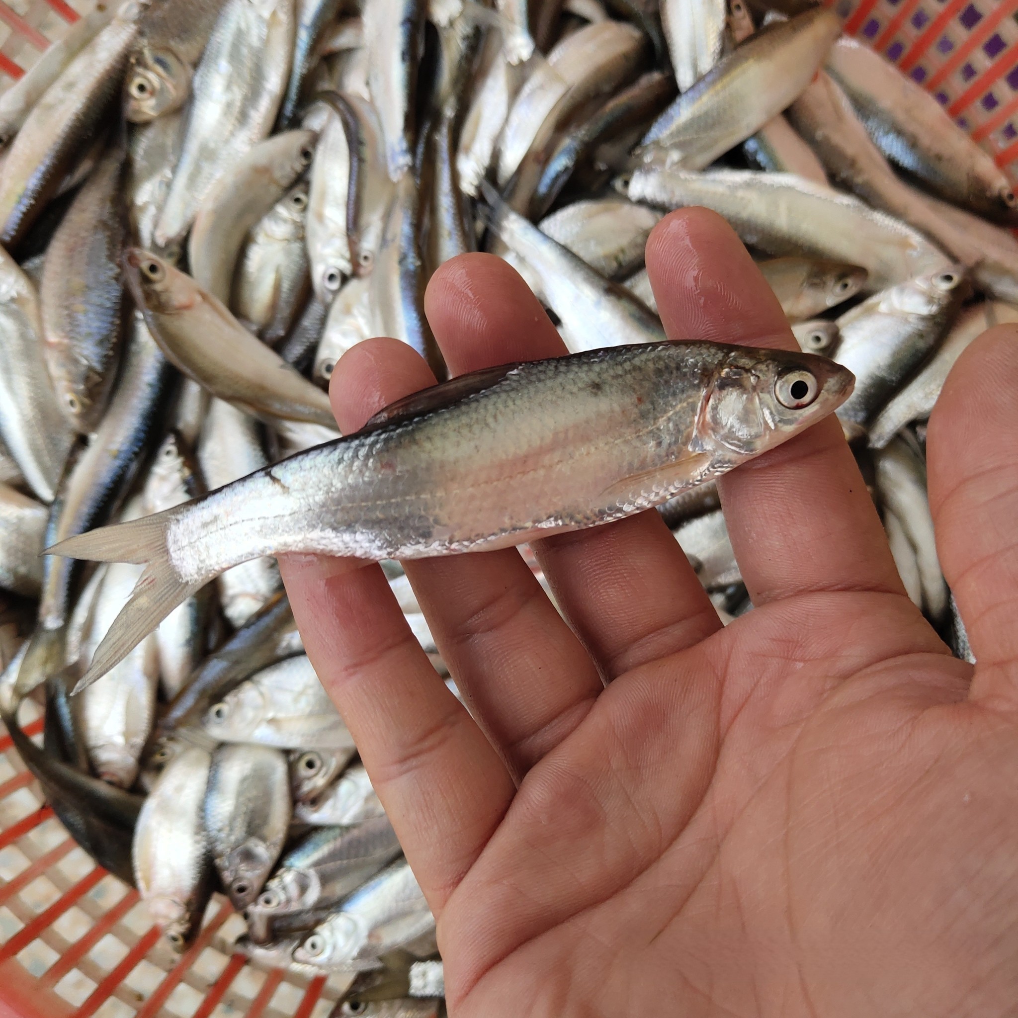 批发速冻小白鱼冷冻小白条鱼产地货源大量白条鱼出售