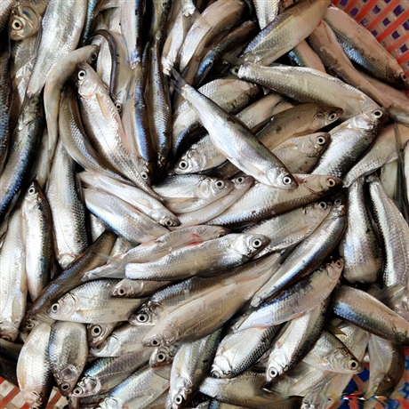 江西长期收购淡水鱼 大量收购淡水鱼 南方杂鱼收购价格