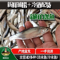 白条鱼产地供应冷冻白条，吉林小白条鱼加工基地，小白条鱼加工厂家