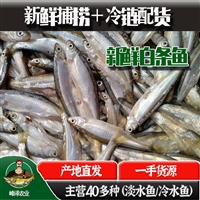 湖南小白条鱼产地批发，湖南冷冻小白鱼批发，冻板白条鱼批发