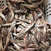 辽宁地区高价收小杂鱼 麦穗鱼 白条鱼 马口鱼 山根鱼
