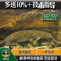 内蒙古四大家鱼苗批发 呼和浩特花白鲢鱼苗批发 赤峰鲫鱼苗批发