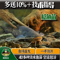 内蒙古花白鲢鱼苗批发 巴彦淖尔市草鱼鲤鱼苗批发 乌兰察布市黑鱼苗批发