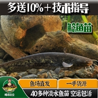 黑龙江本地怀头鲶鱼苗批发，活体5-8厘米大口鲶鱼苗，黑龙江产地鲶鱼货源供应