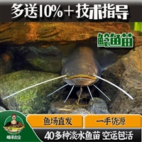 吉林大口鲶鱼养殖基地直发，东北商品鲶鱼养殖公司，胡子鲶鱼的繁殖技术