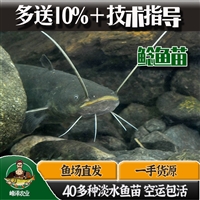 内蒙古花白鲢鱼苗批发 满洲里草鱼苗批发 牙克石黑鱼泥鳅苗批发