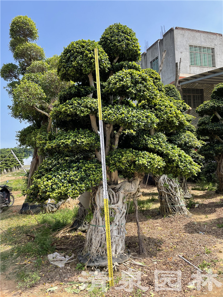 四川重庆绿化造型小叶榕