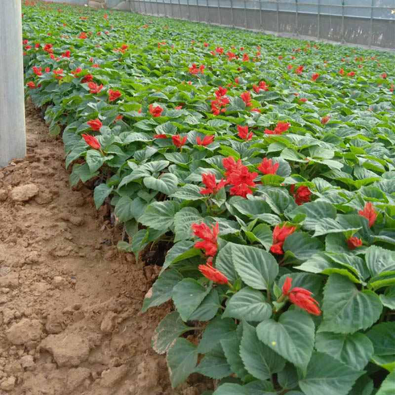 一串紅袋苗花期79月色彩鮮豔壹點花卉種植基地