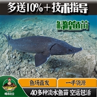 北方冷水鱼苗销售价格 鳌花鱼 大白鱼 鲟鳇鱼 黑斑狗鱼苗大量供应
