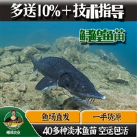 大量供应东北大鳇鱼鱼苗，批发3-5公分鲟鳇鱼苗，养殖活体鲟鳇鱼销售