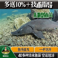 大量供应黑龙江产鲟鳇鱼苗，大型鲟鳇鱼苗养殖基地，人工繁育鲟鳇鱼苗供应