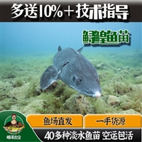 黑龙江大鳇鱼产地货源 黑龙江鲟鳇鱼多钱一斤 大型鳌花鱼苗养殖基地