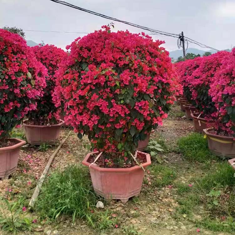 造型红花三角梅球盆栽 球形勒杜鹃花盆景 苗圃直供