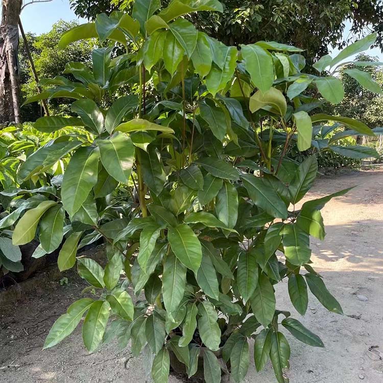 丛生大叶伞容器苗雨伞树澳洲鸭脚木福建基地批发