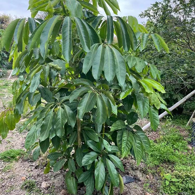 丛生大叶伞容器苗雨伞树澳洲鸭脚木福建基地批发