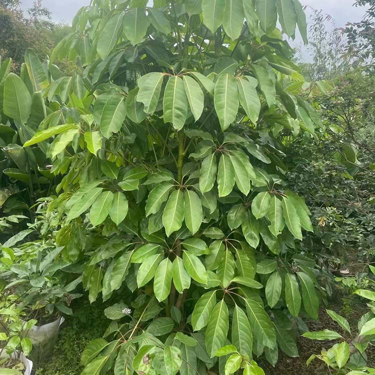 丛生大叶伞容器苗 雨伞树 澳洲鸭脚木 福建基地批发