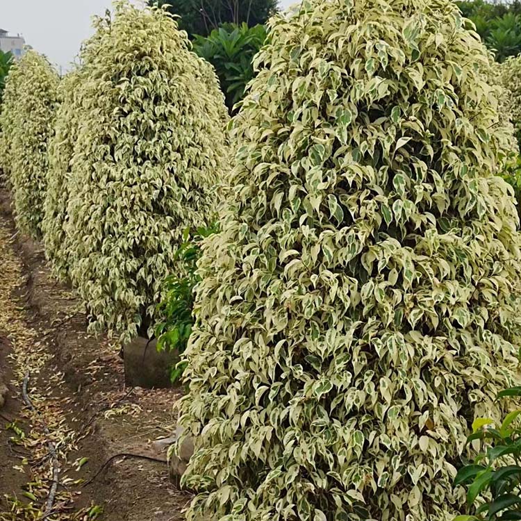 花叶垂叶榕柱容器苗星光榕花叶榕各种规格供应