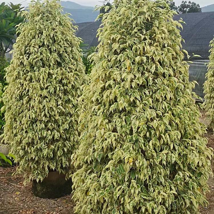 花叶垂叶榕柱容器苗星光榕花叶榕各种规格供应