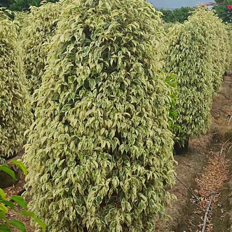 花叶垂叶榕柱容器苗星光榕花叶榕各种规格供应