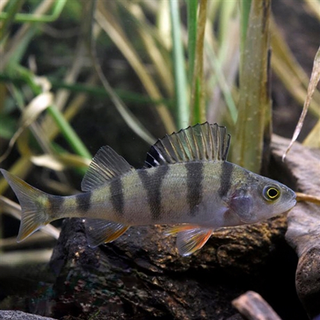 黑龙江特产五道黑鱼批发五道黑鱼分布地区价格黑龙江河鲈鱼多钱一斤