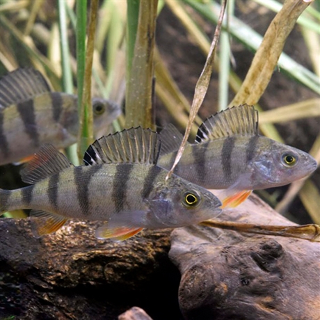 黑龍江特產五道黑魚批發五道黑魚分佈地區價格黑龍江河鱸魚多錢一斤