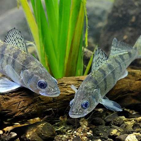 东北黑龙江梭鲈鱼销售公司新疆产地批发冷冻九道黑鱼速冻大小规格梭