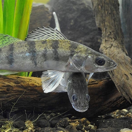 东北黑龙江梭鲈鱼销售公司新疆产地批发冷冻九道黑鱼速冻大小规格梭