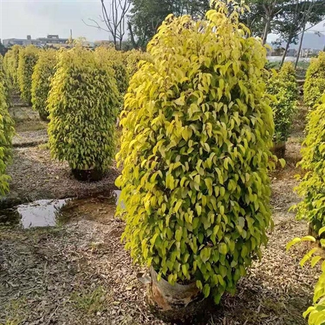 黄金垂叶榕柱移植苗金叶垂榕品种齐全大量批发