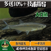 黑龙江鱼苗养殖基地 哈尔滨鱼苗批发市场 齐齐哈尔周边鱼苗批发