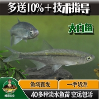 通河县花白鲢鱼苗批发 延寿县鲫鱼鲤鱼苗批发 齐齐哈尔四大家鱼苗批发