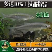 黑龙江花白鲢鱼苗批发 哈尔滨鲫鱼鲤鱼苗批发 齐齐哈尔四大家鱼苗批发